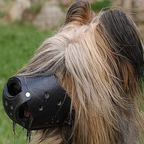 Кожаный намордник для бриара «Trained dog»